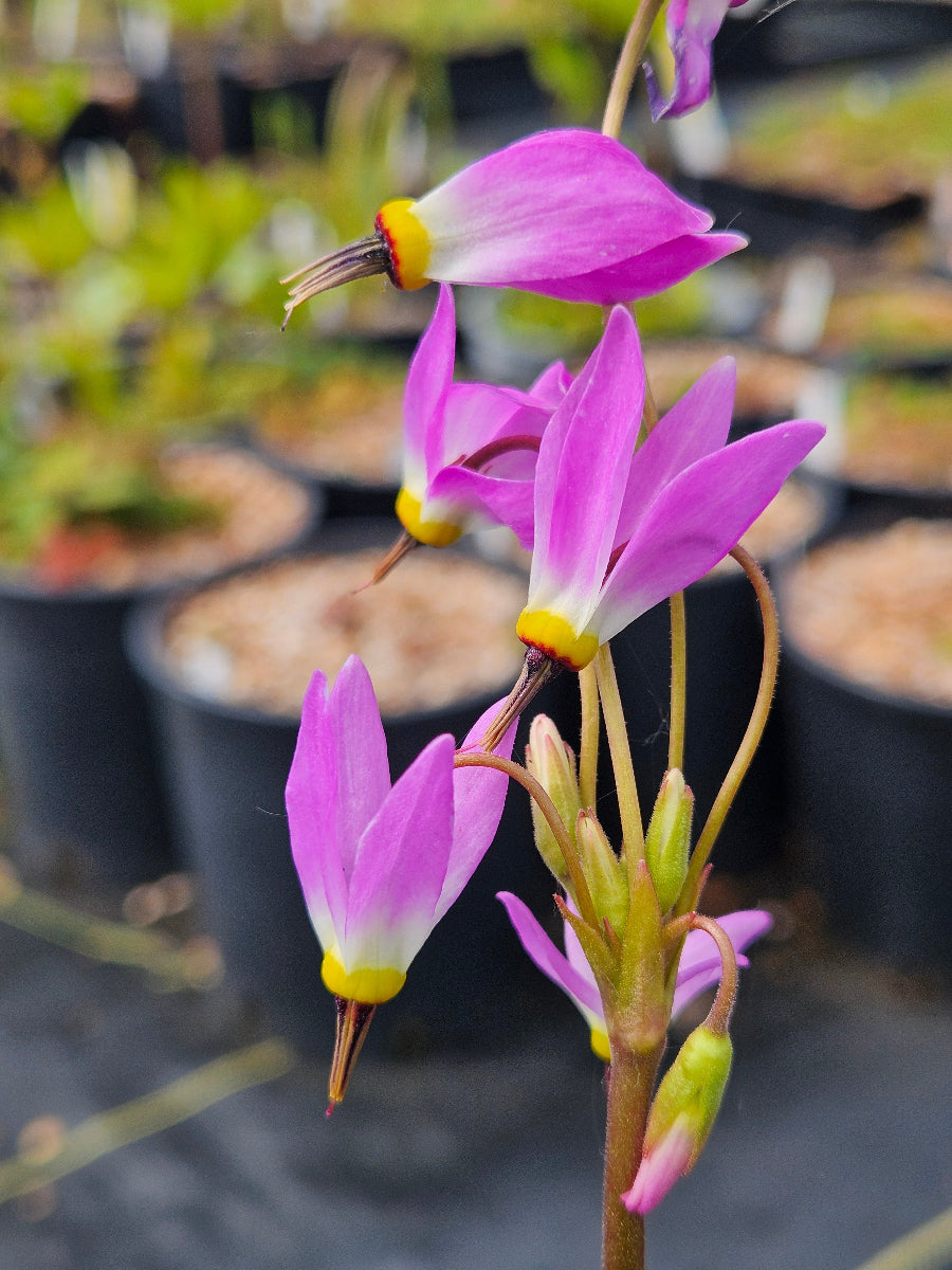 Primula (Dodecatheon) jeffreyi  NNS collection