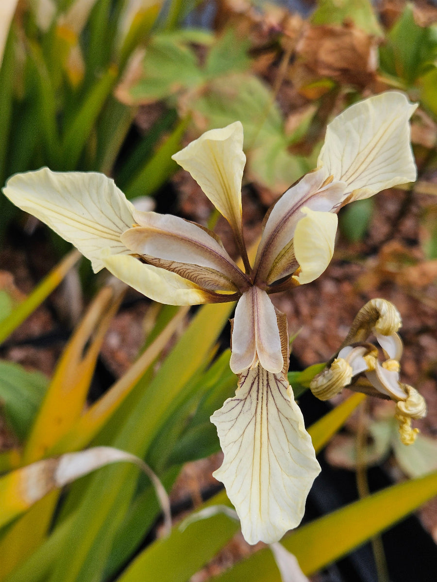 Iris foetidissima