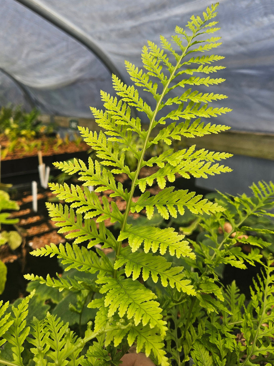 Polypodium – Far Reaches Farm