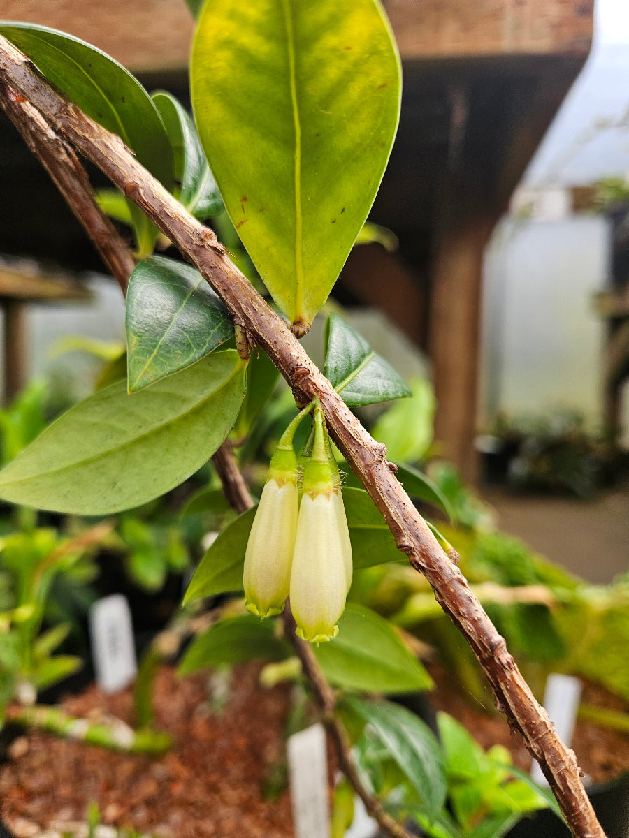 Agapetes cf. cauliflora SEH 27023