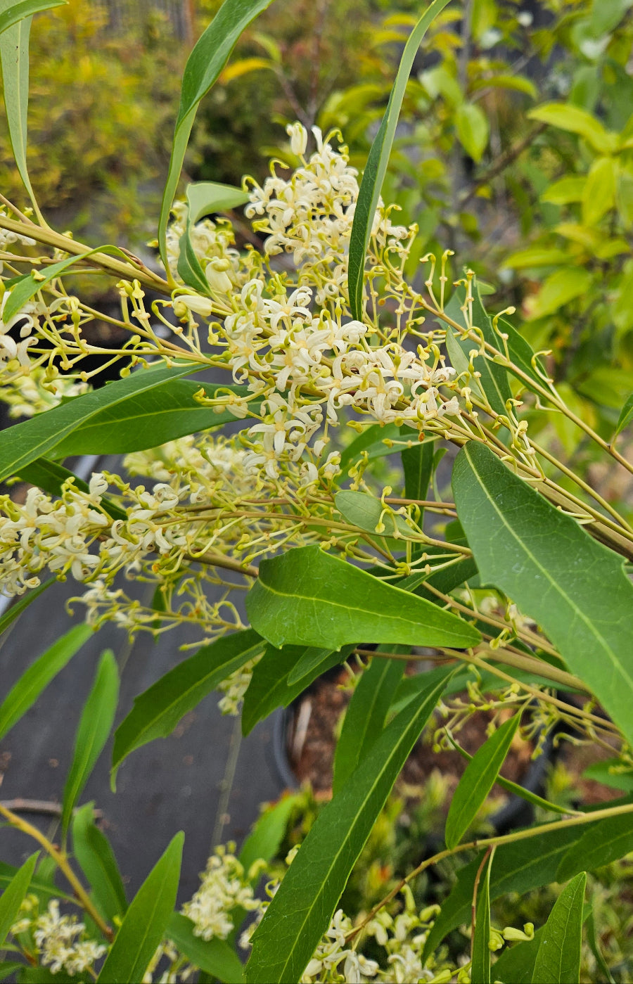 Lomatia fraseri