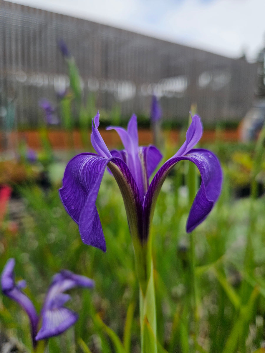 Iris tridentata