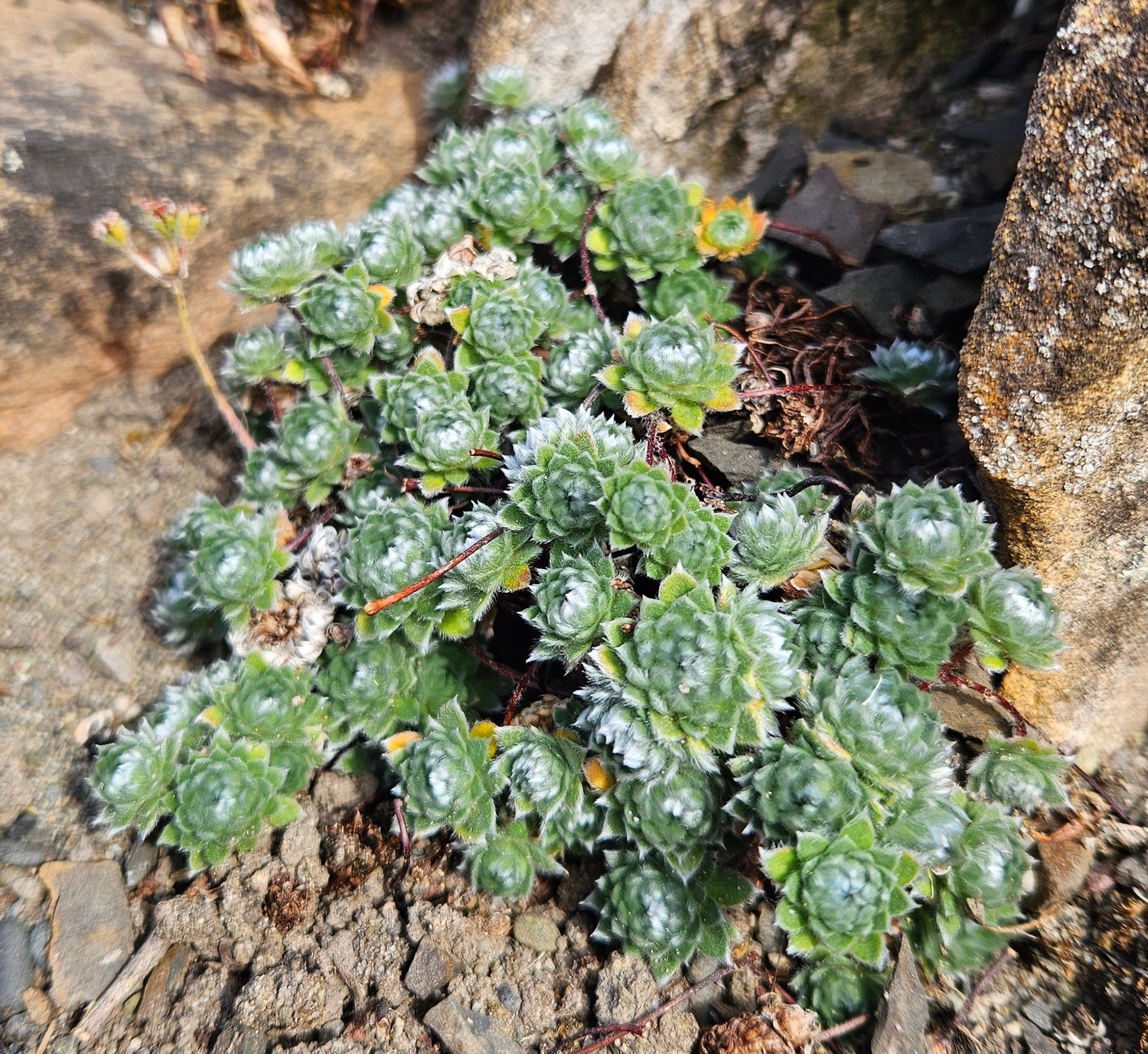 Androsace villosa var. jacquemontii