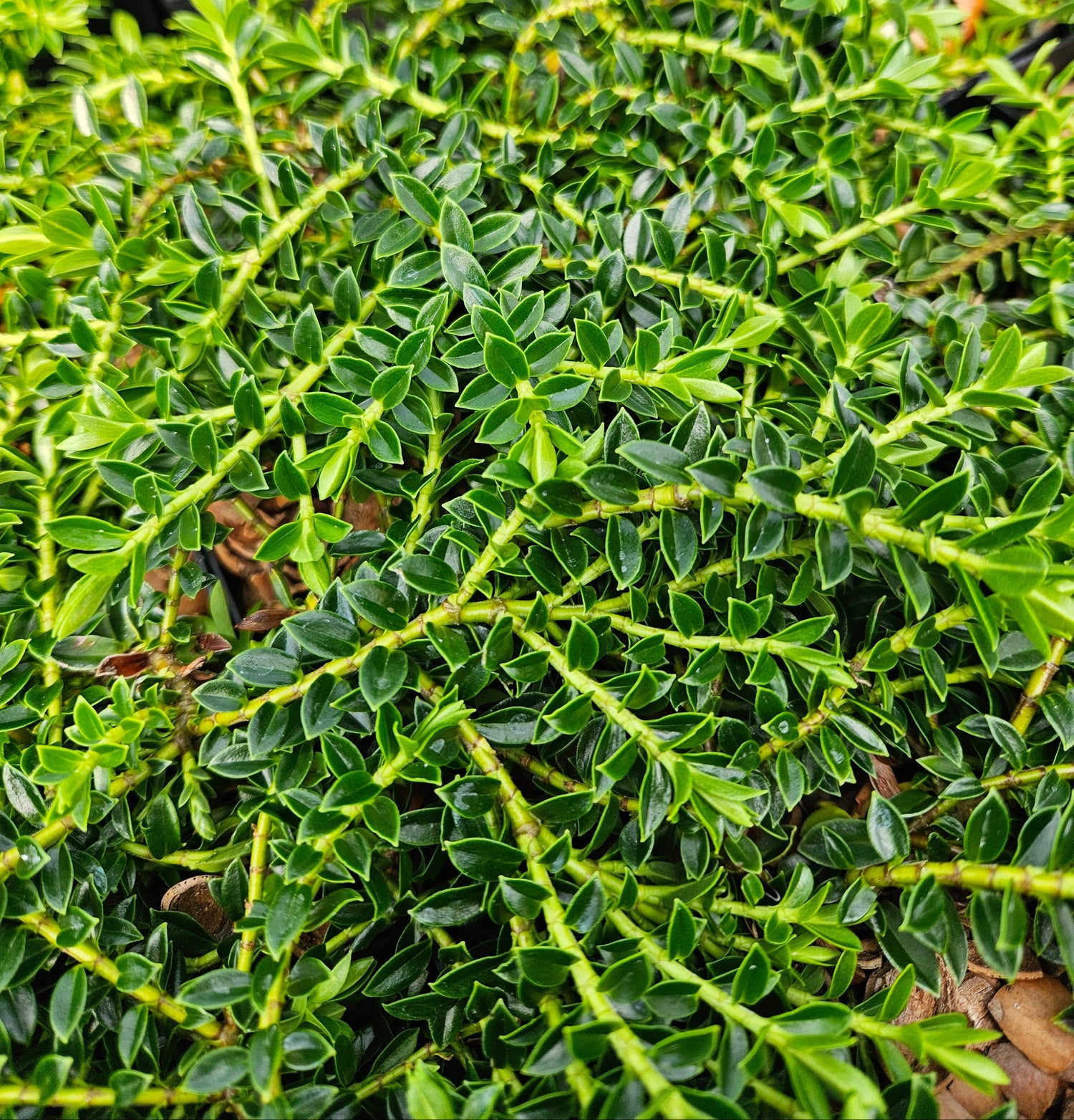 Hebe 'Prostrata'