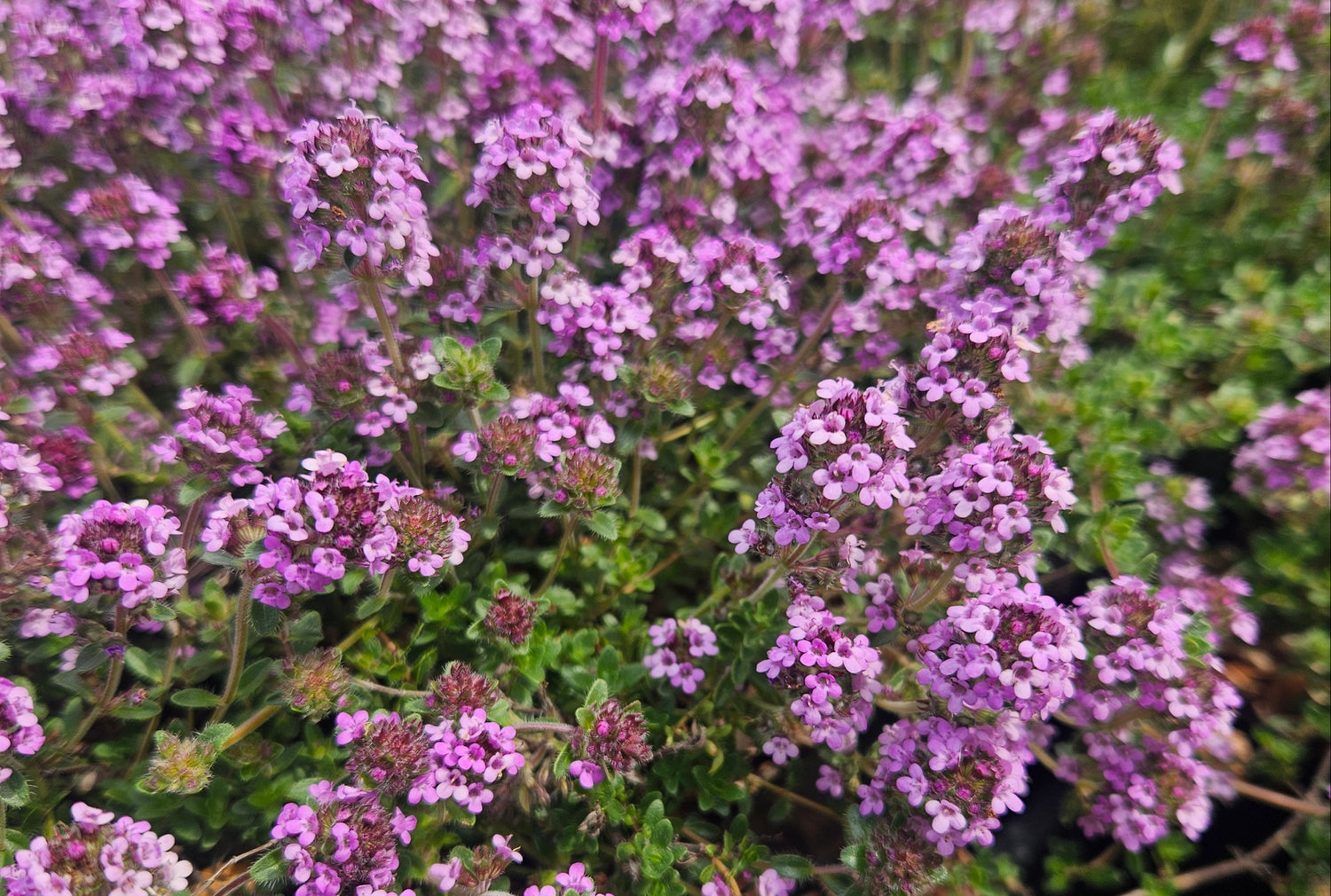 Thymus praecox subsp. brittanica CEH 2813