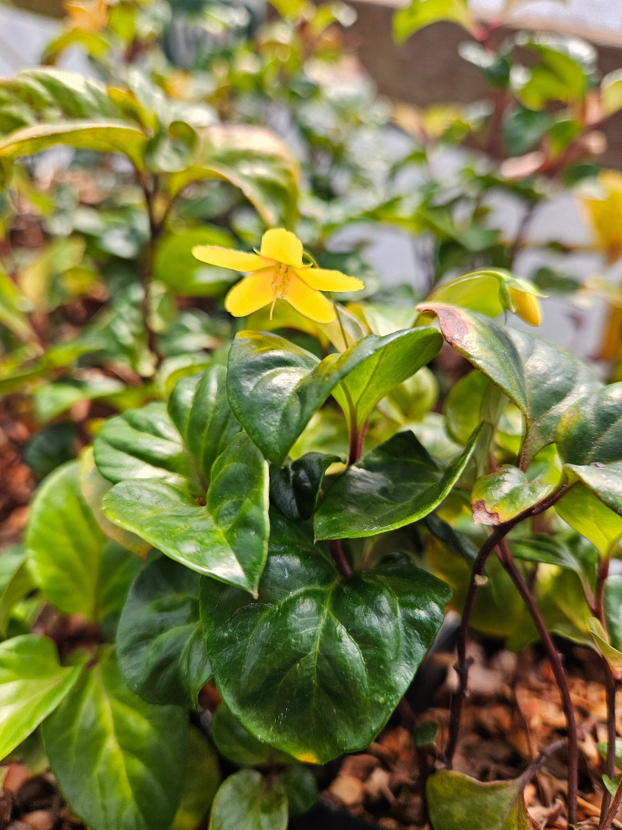 Lysimachia sp. YuGu 443