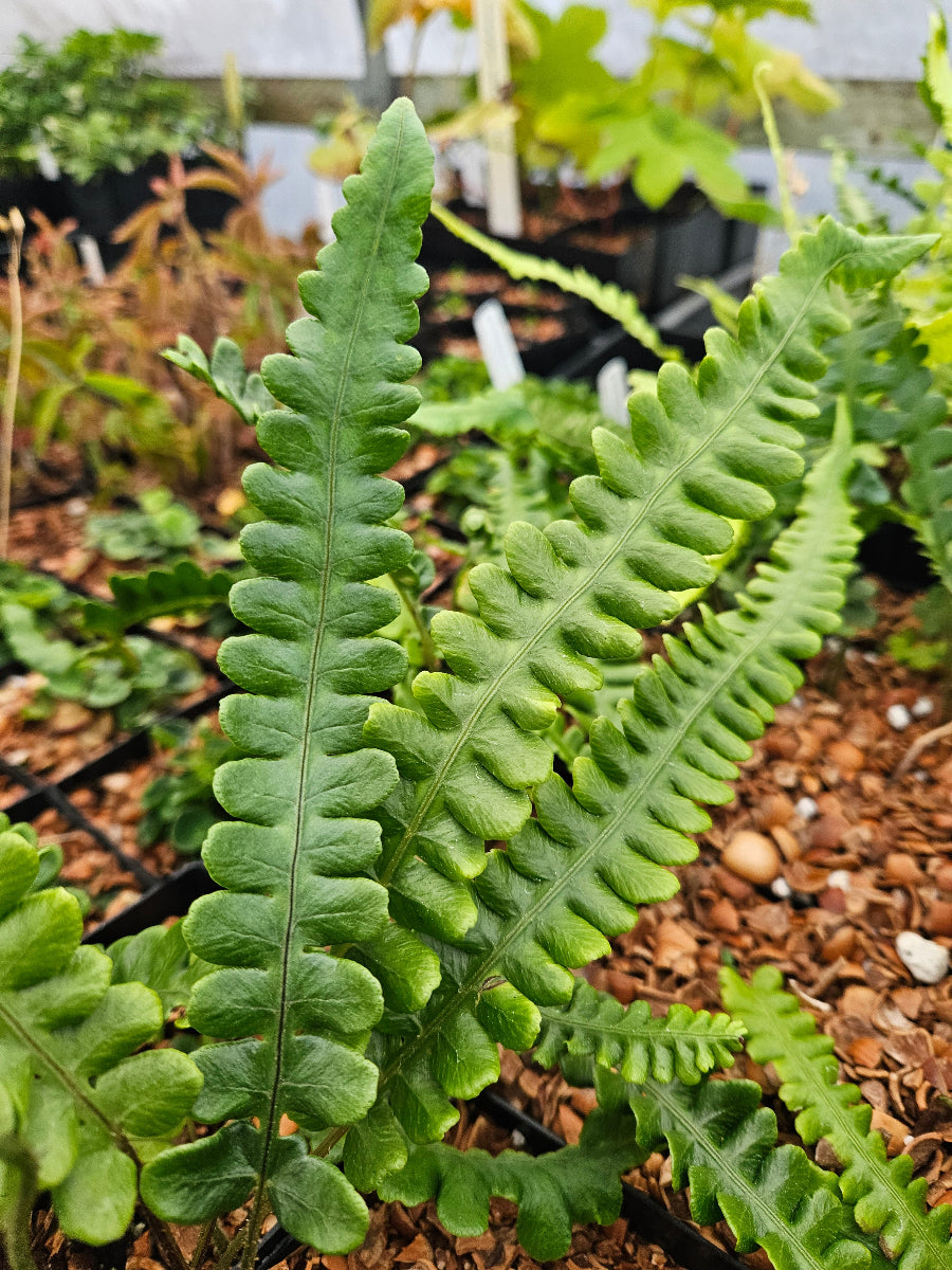 Deparia lobato-crenata (syn. Lunathyrium lobatocrenatum)