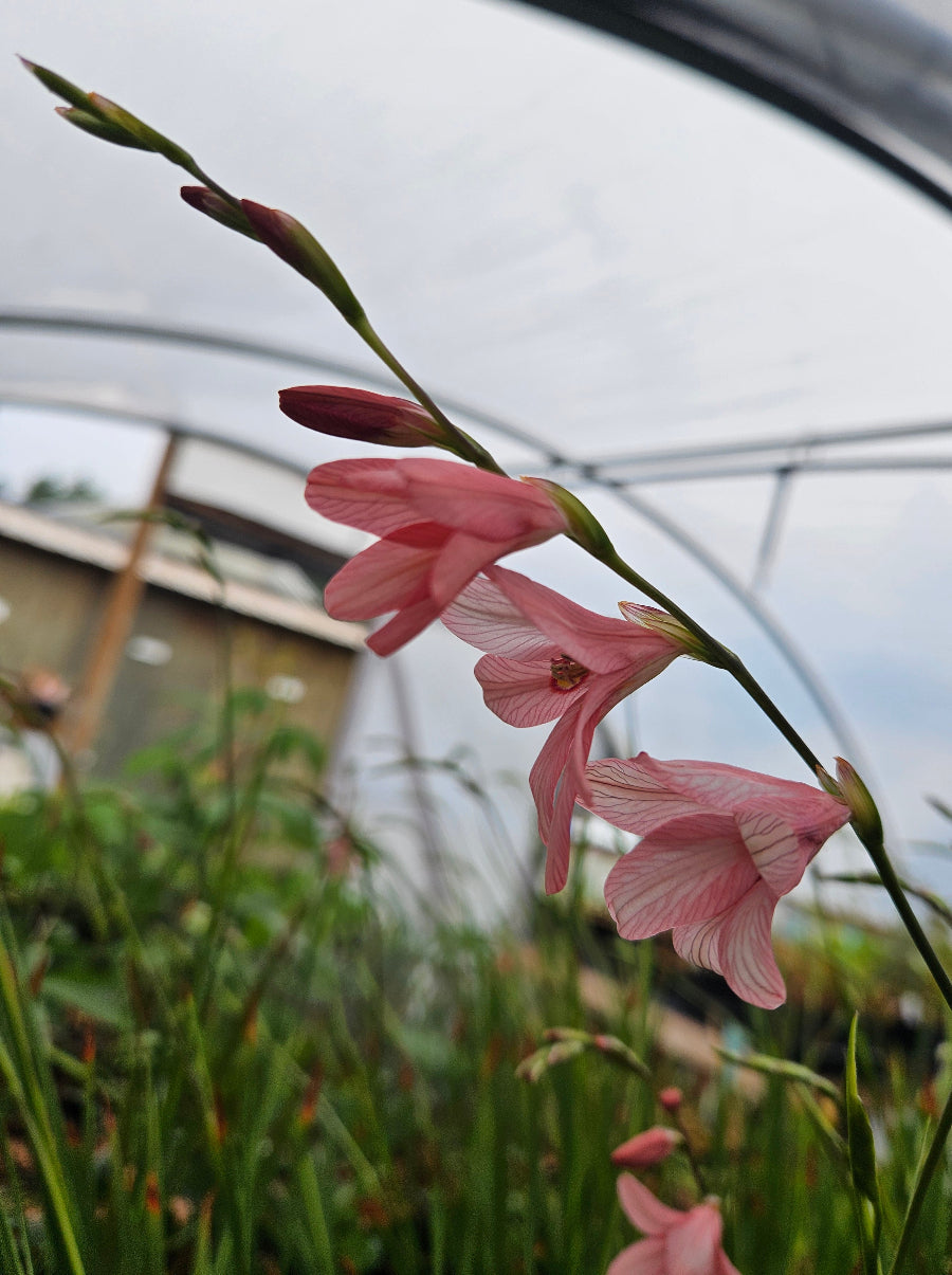 Tritonia disticha subsp. rubrolucens