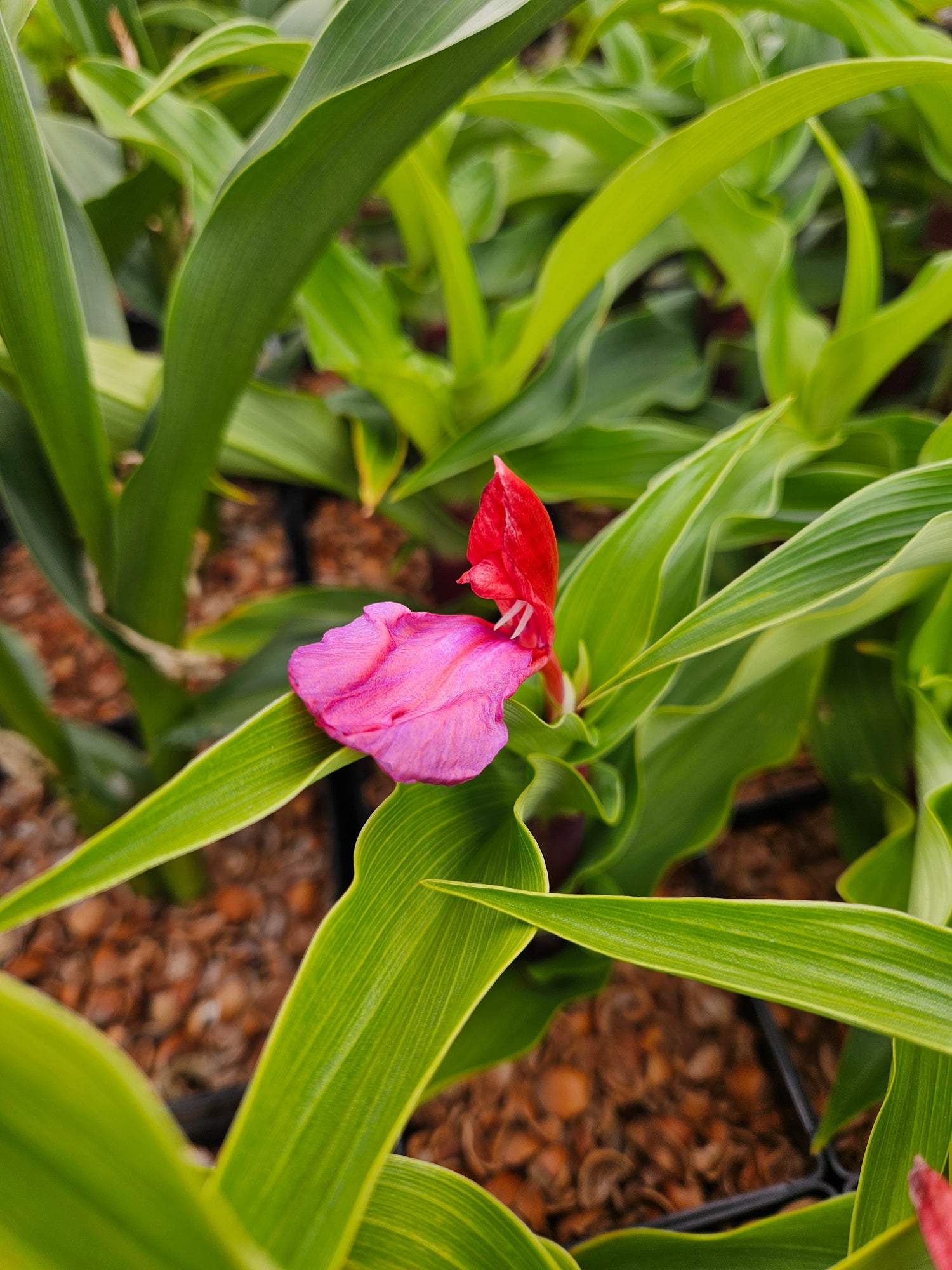 Roscoea purpurea 'Royal Purple Group' x 'Red Gurkha'