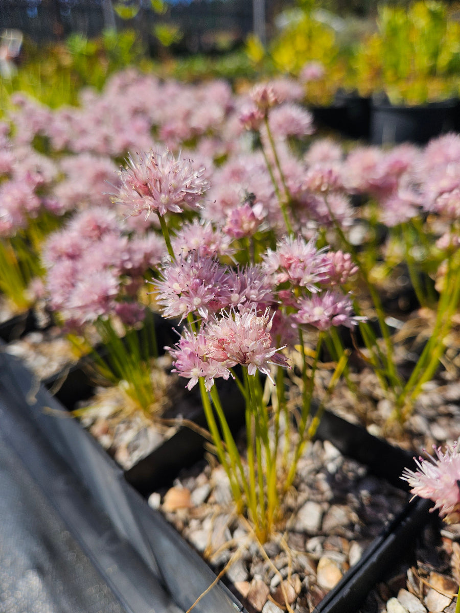 Allium togashii