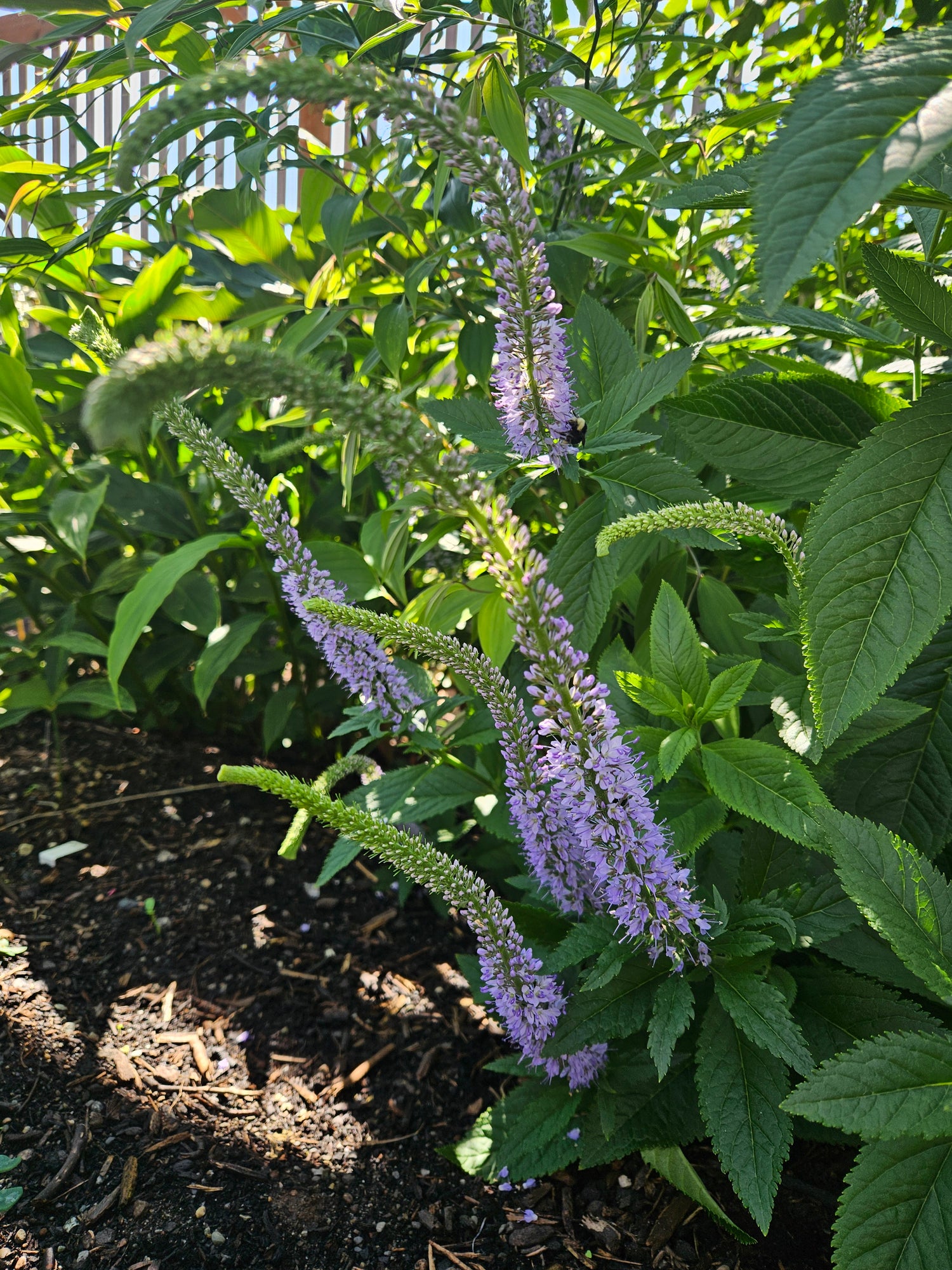 Veronicastrum longispicatum MD15-10