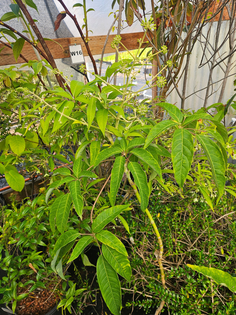 Heptapleurum (syn.Schefflera) cf. locianum NV 067