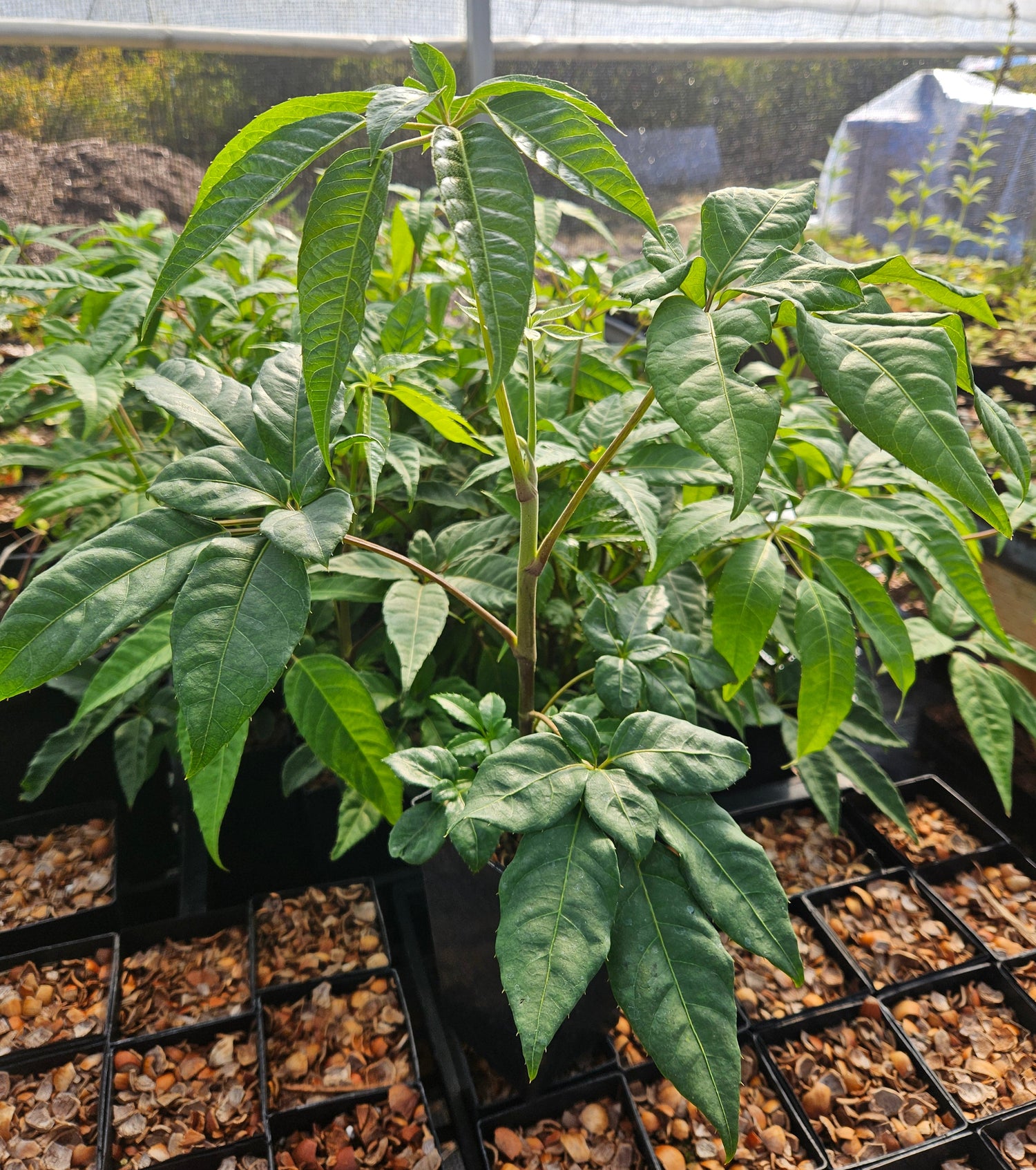 Heptapleurum (syn.Schefflera) cf. locianum NV 067