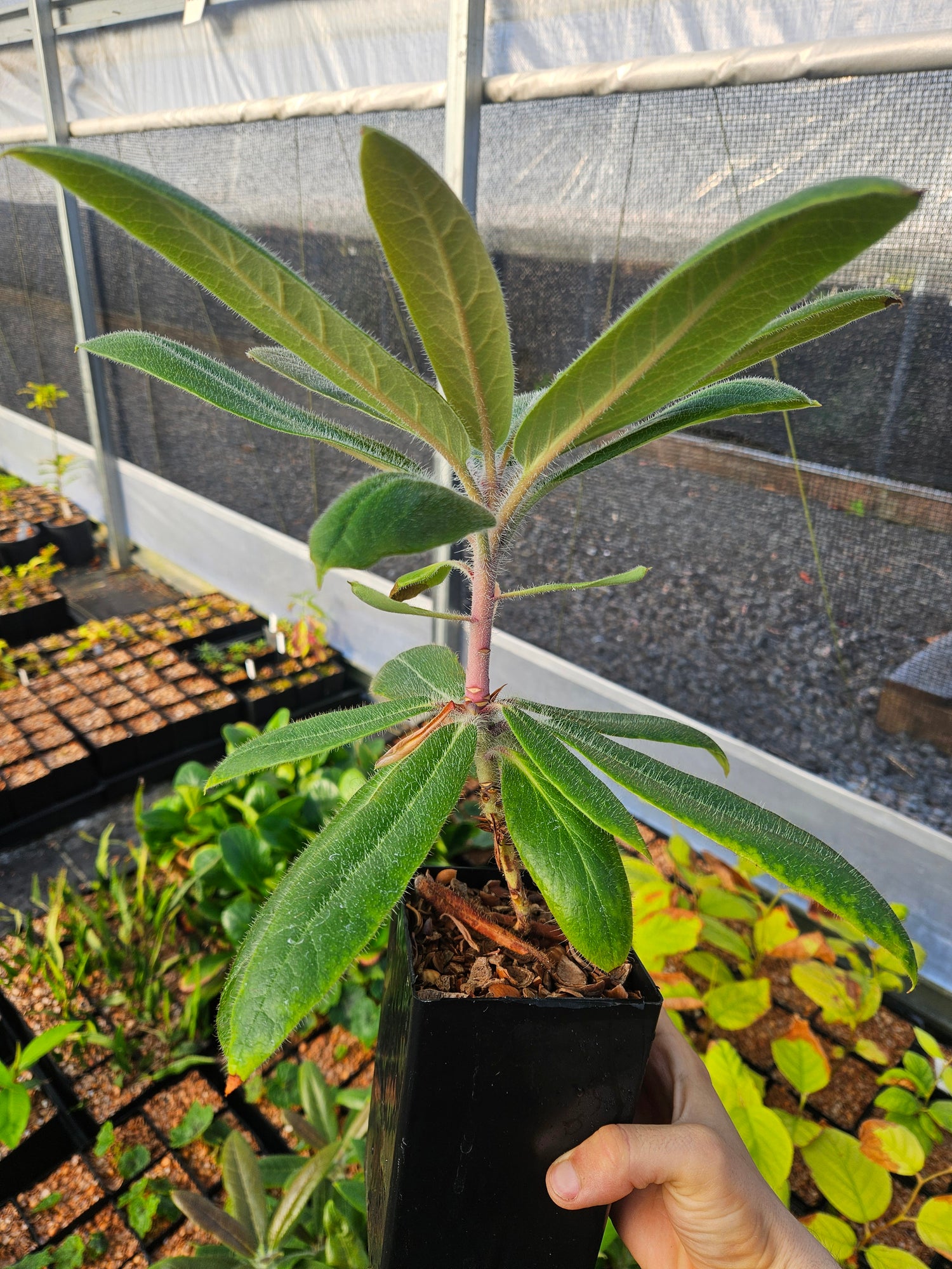 Rhododendron polytrichum
