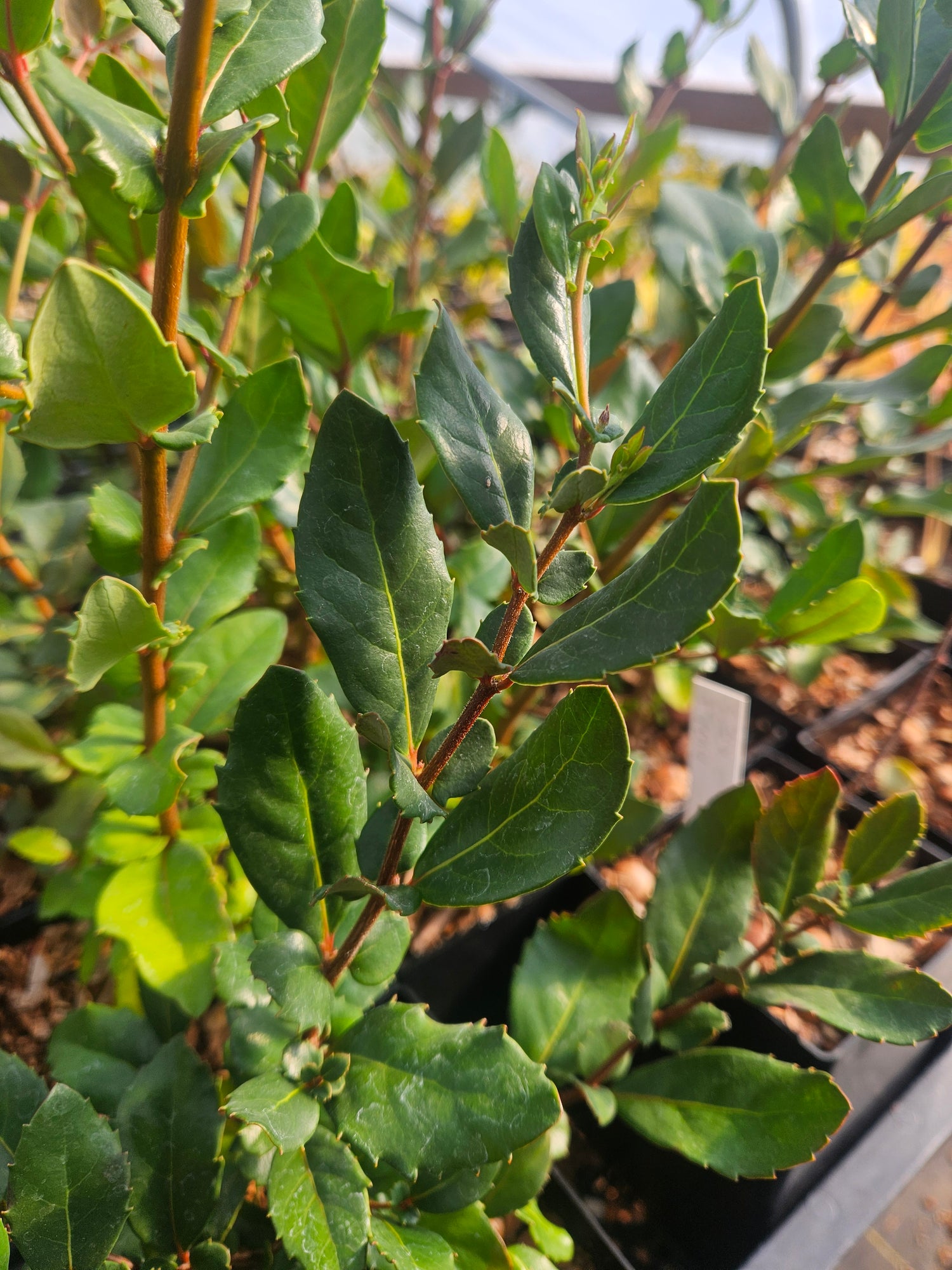 Azara integrifolia CEH 2400