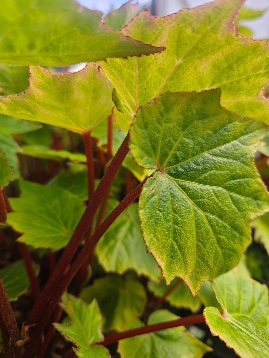 Begonia sp. MD12-74