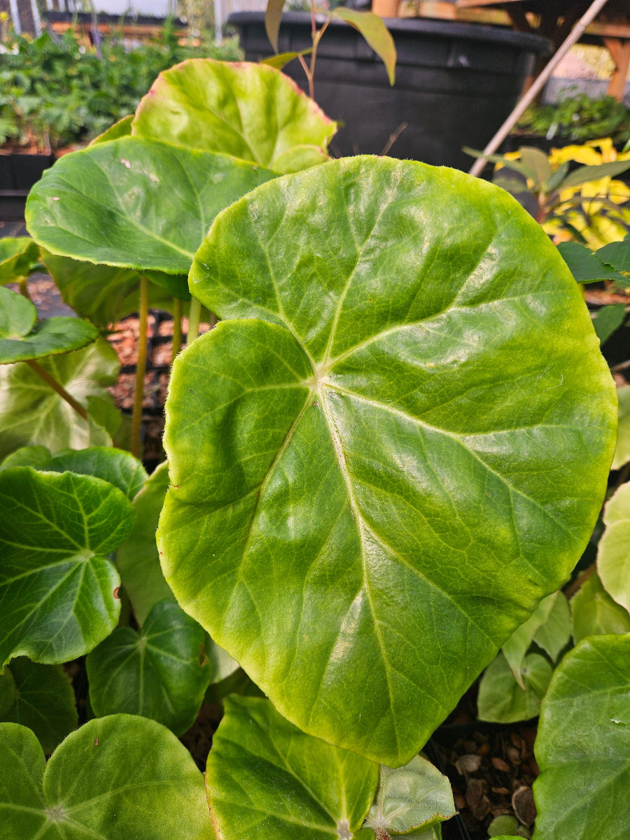 Begonia cf. nelumbiifolia CEH 2344