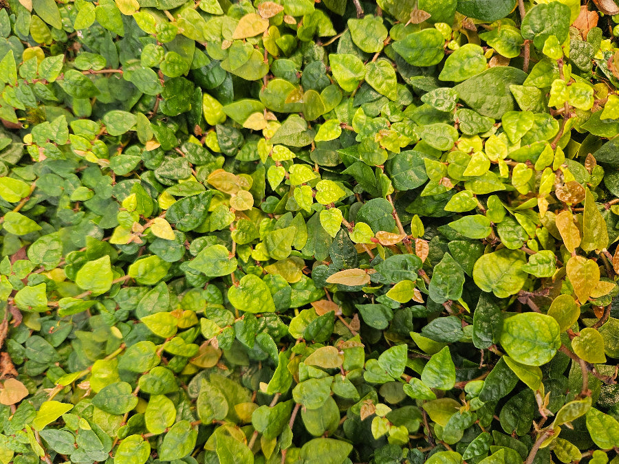 Ficus pumila (syn. erecta)