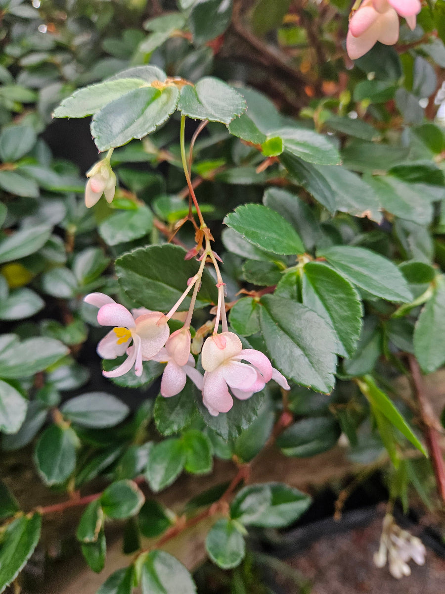 Begonia foliosa var. miniata