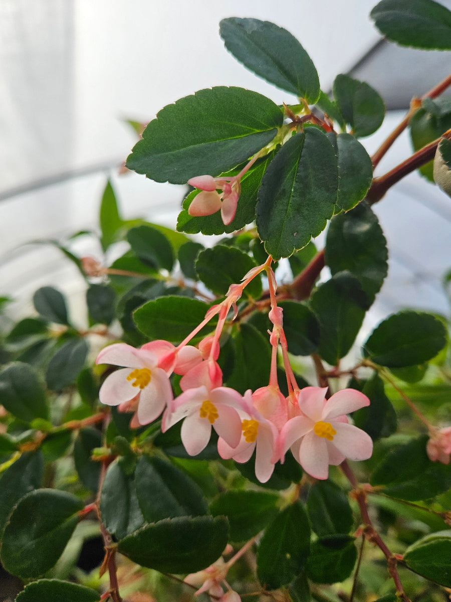 Begonia foliosa var. miniata