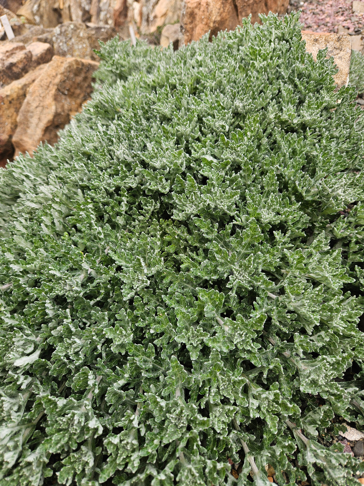 Eriophyllum lanatum 'Sooke Hills Prostrate'