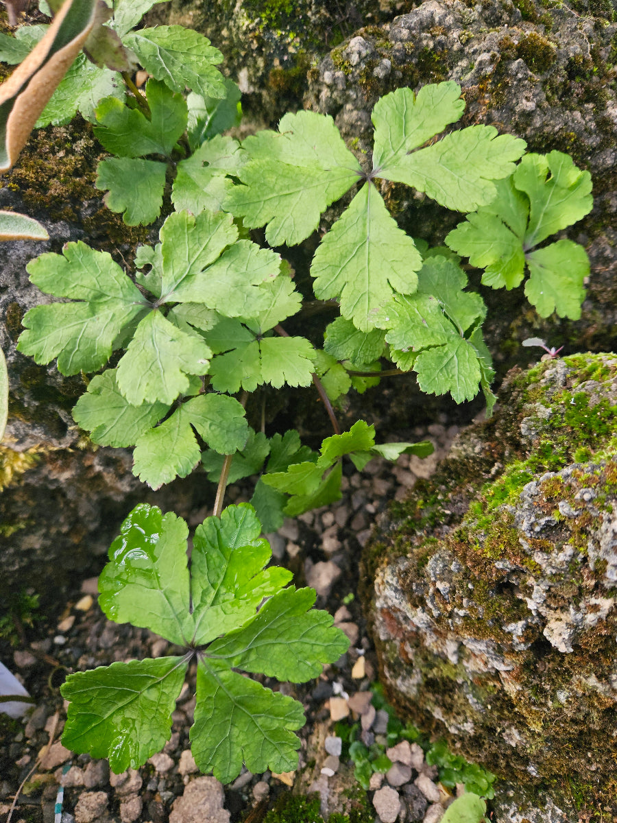 Sanicula cf. orthacantha MD 15-65