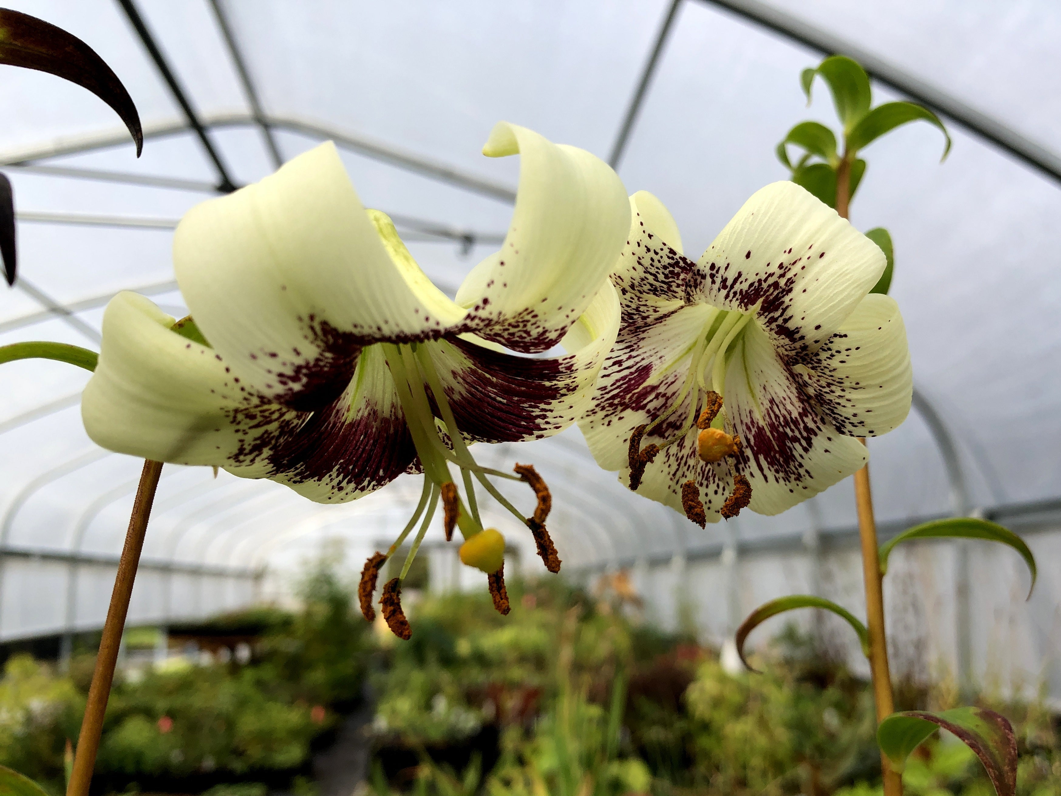 Primulinum Lilium primulinum var. ochraceum NV 97 (Syn. Lilium poilanei) – Far ...