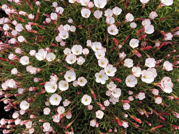Oxalis versicolor