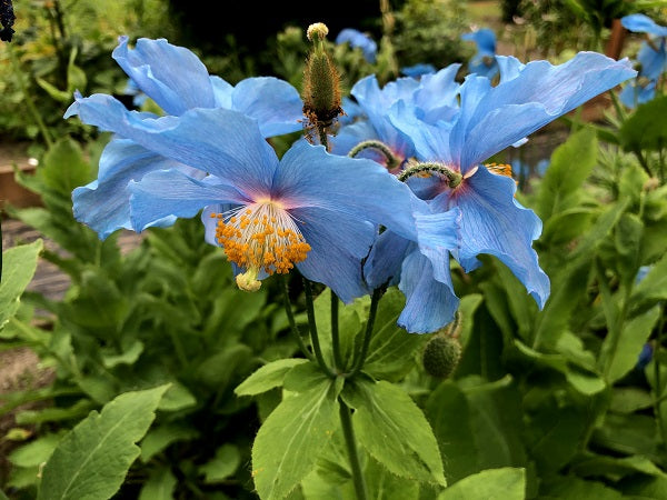Meconopsis baileyi Stoloniferous Form himalayan blue poppy