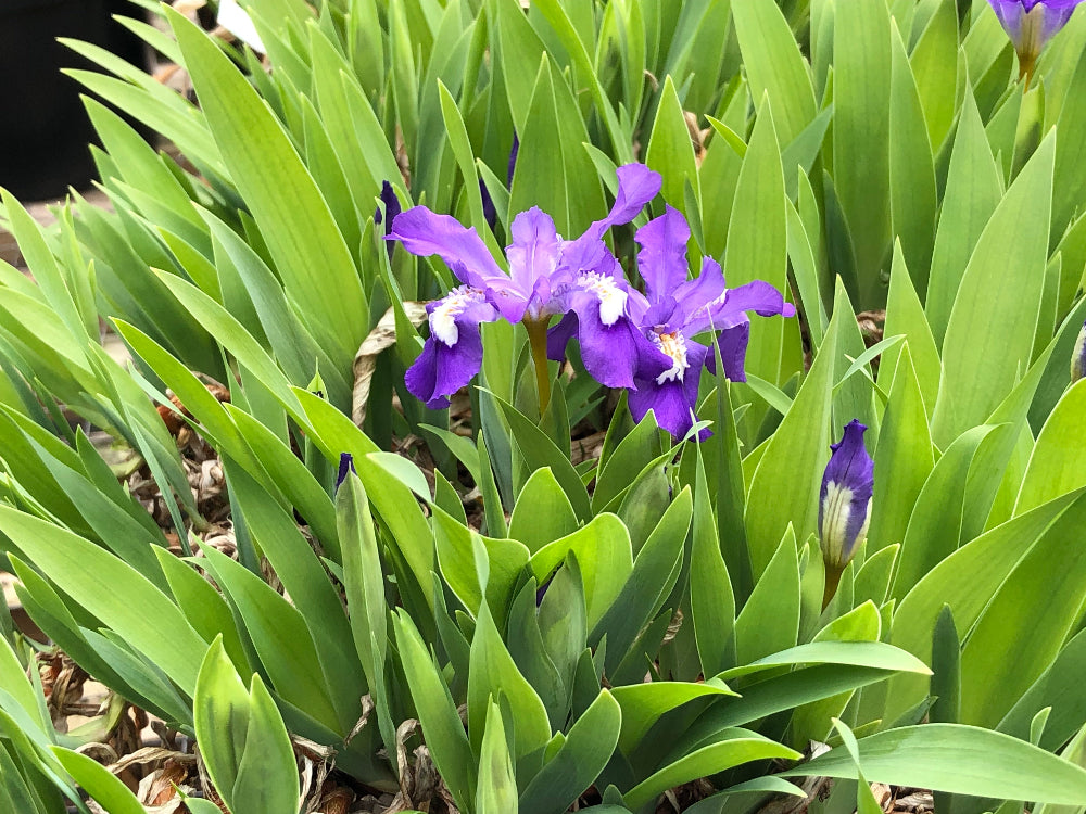 Iris cristata 'Captain Collingwood'