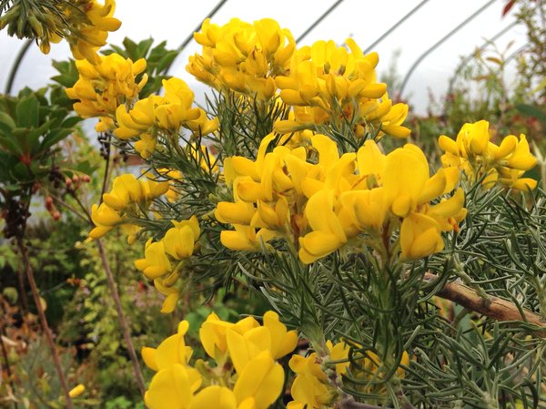 Adenocarpus decorticans
