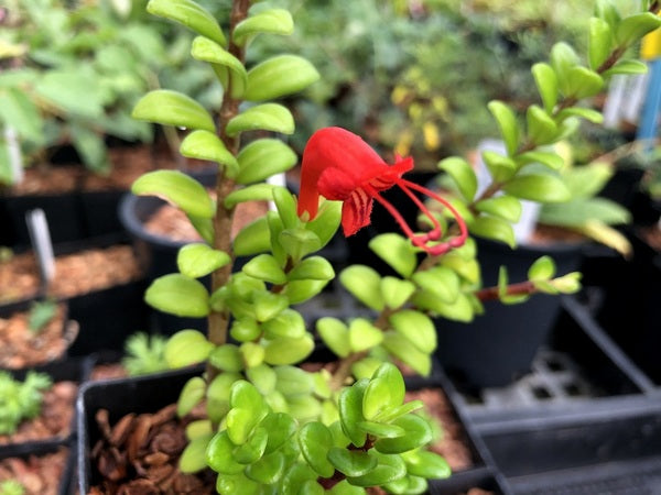 Aeschynanthus buxifolius YuGu 306 – Far Reaches Farm