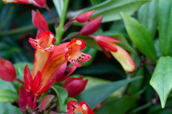 Aeschynanthus sp. NAPE 008