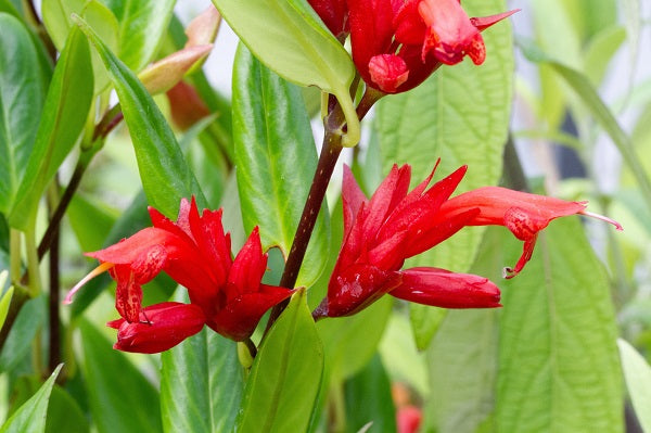 Aeschynanthus sp. NAPE 264