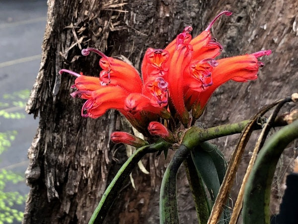 Aeschynanthus tengchungensis  JN #11049