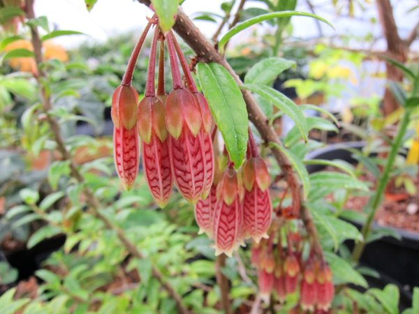 Striped, pendulous red flowers of Agapetes Ludgvan cross