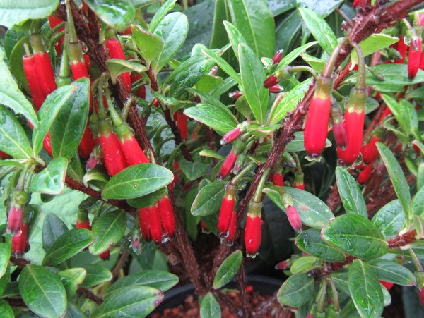 Agapetes hosseana 'Red Elf' – Far Reaches Farm