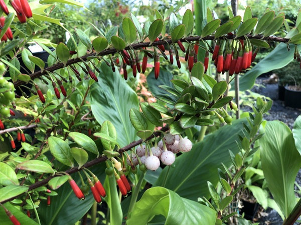 Branches with red hanging flowers and white berries of Agapetes hosseana 'Red Elf'