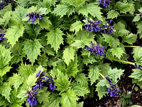 Green leaves and blue flowers of Ajuga incisa 'Blue Enigma'