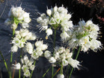 Allium thunbergii f. alba