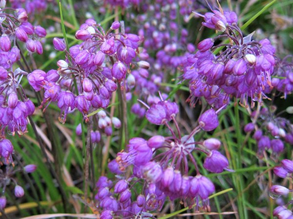 Allium thunbergii 'Ozawa'