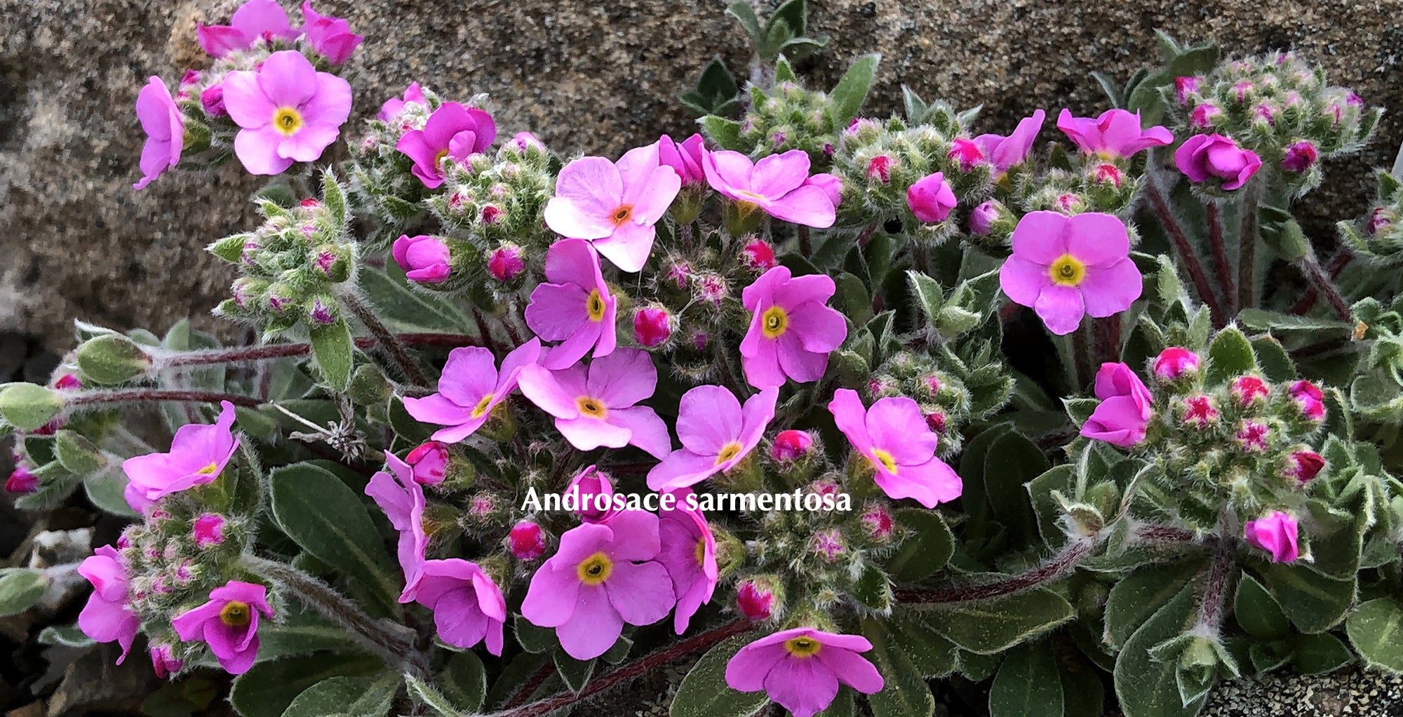 Magenta flowers of Androsace sarmentosa growing in the crevice garden