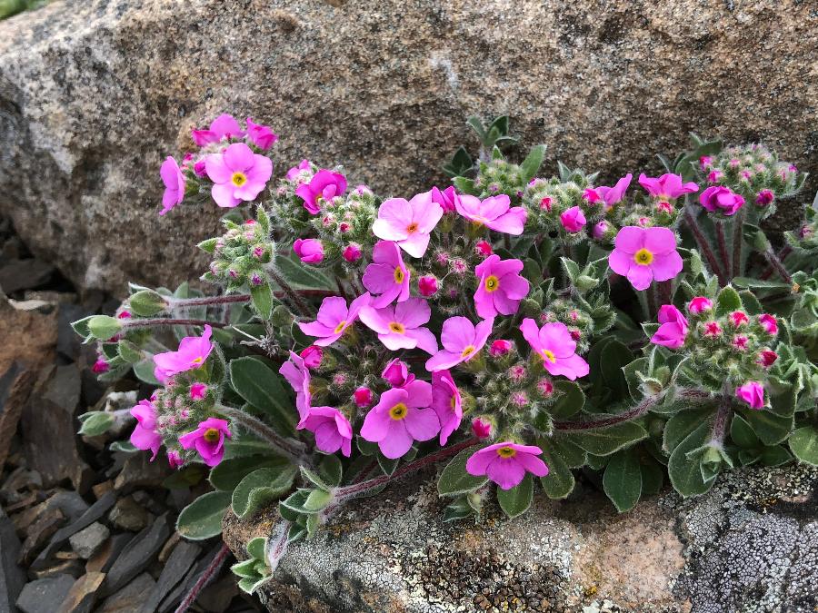 Androsace sarmentosa subsp. primuloides  'Conwy Jewel' (syn. A. studiosorum)