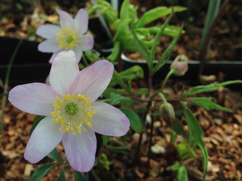 Two pinkish flowers of Anemone nemorosa 'Pink Carpet'