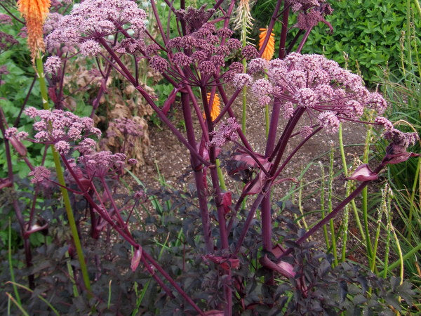 Angelica 'Ebony'