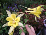 Aquilegia chrysantha 'Denver Gold'
