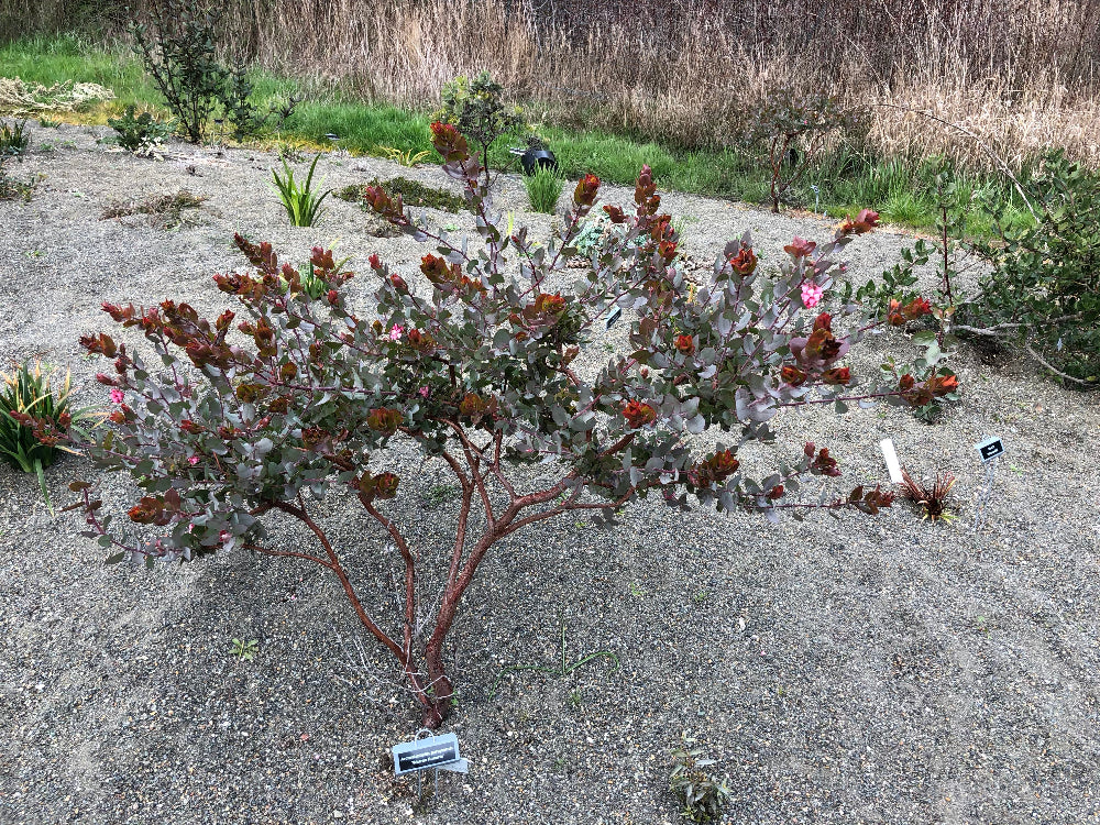 Arctostaphylos pajaroensis