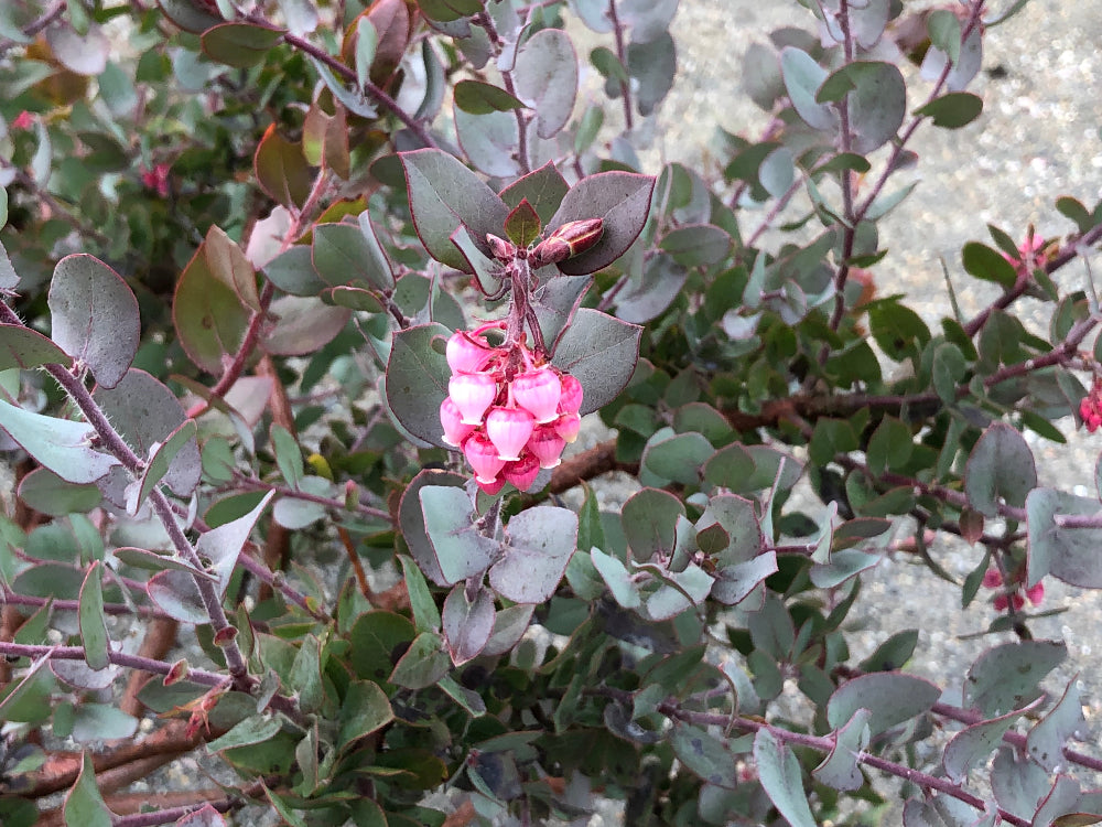 Arctostaphylos pajaroensis