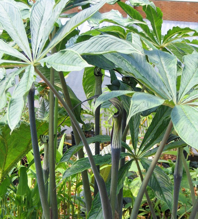 Arisaema concinnum