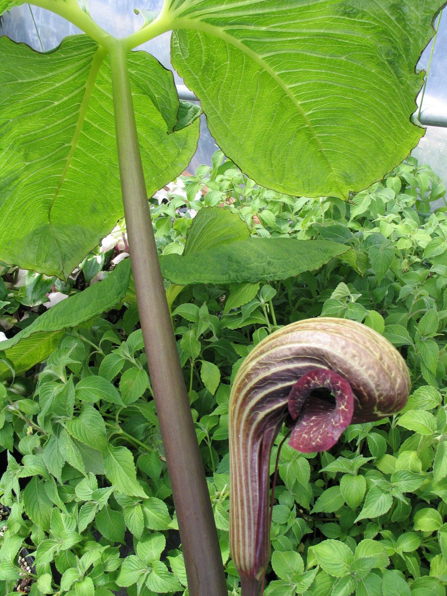arisaema speciosum snake plant Arisaema dahaiense